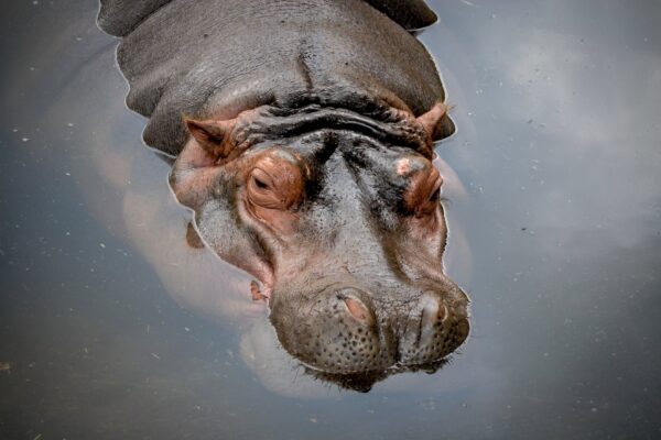 close up photo of a hippopotamus submerged in water