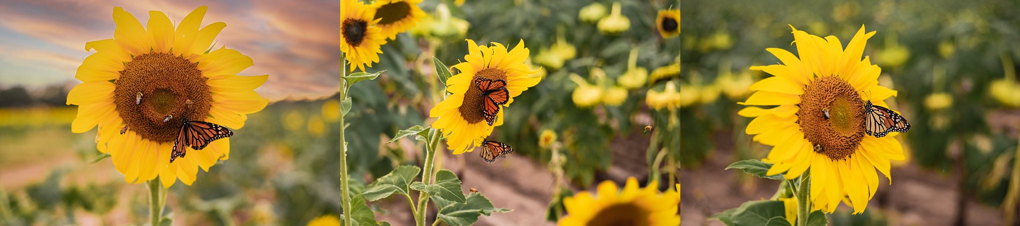 family portraits Birmingham Alabama, Indian Springs Village baby photographer, portrait photography Mountain Brook AL, family photographer near me