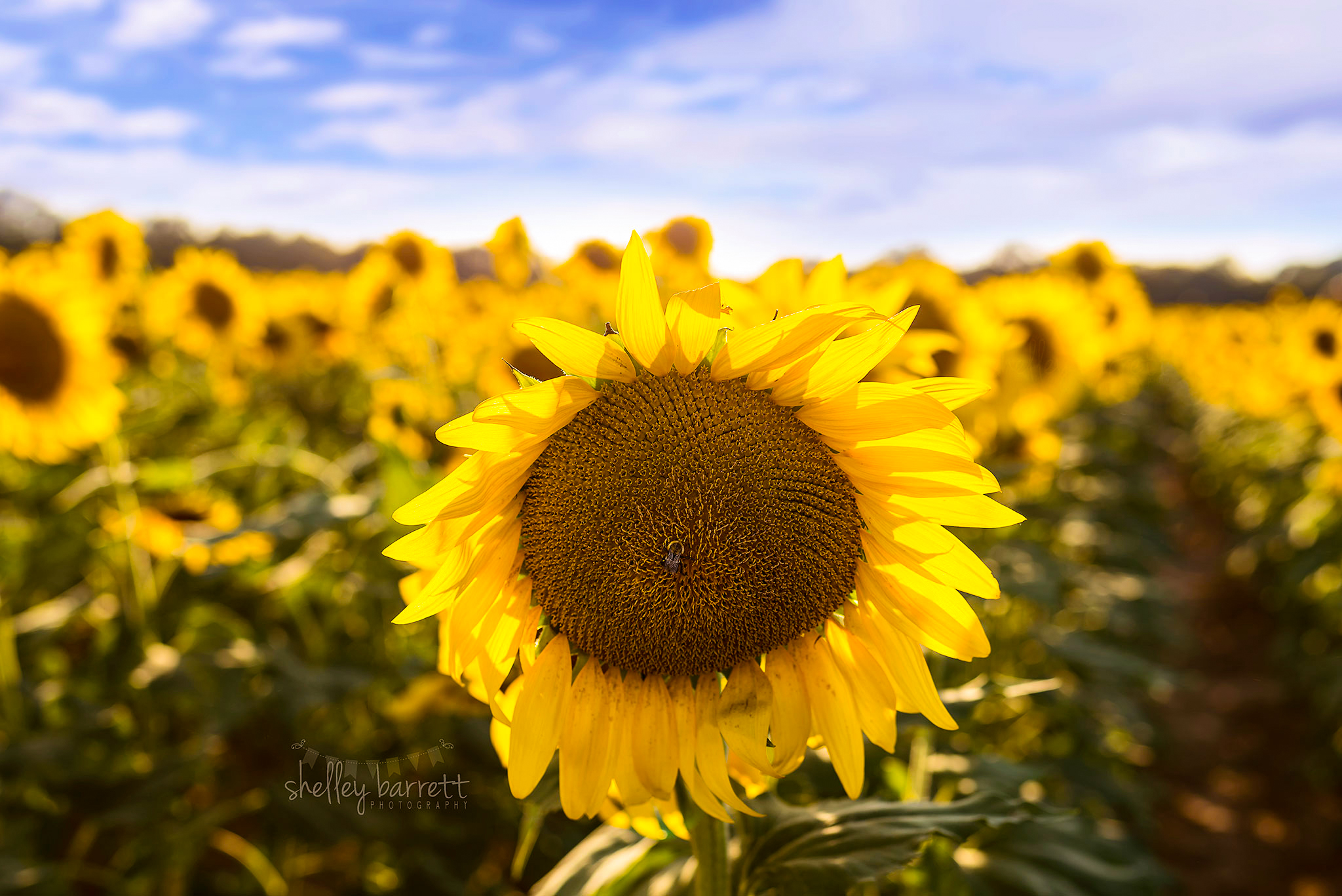 family portraits Birmingham Alabama, Indian Springs Village baby photographer, portrait photography Mountain Brook AL, family photographer near me